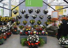 Benary is known for its begonias. Therefore it should come as no surprise many of the introductions could be found in this assortment. Among others some new colours were added to the 'Nonstop Family', which has been on the market since 1972.